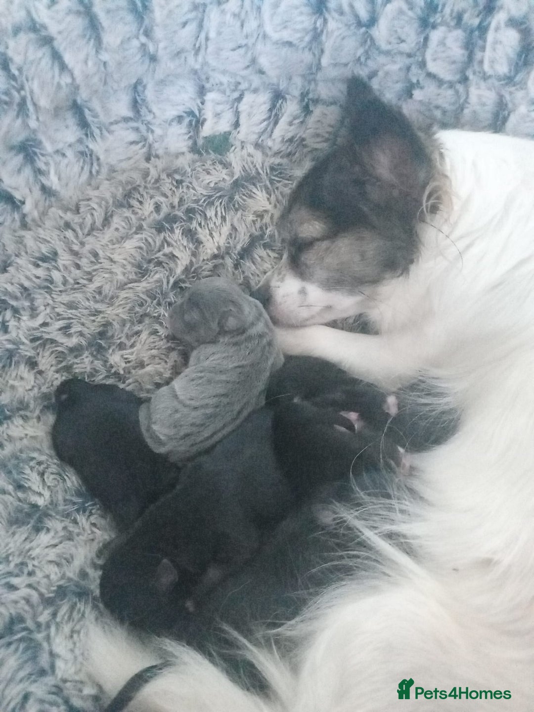 Chihuahua dogs for sale: 5 chihuahua puppies - Advert 1