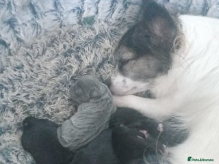 Chihuahua dogs 5 chihuahua puppies - Advert 8