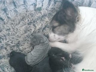 Chihuahua dogs 5 chihuahua puppies - Advert 14