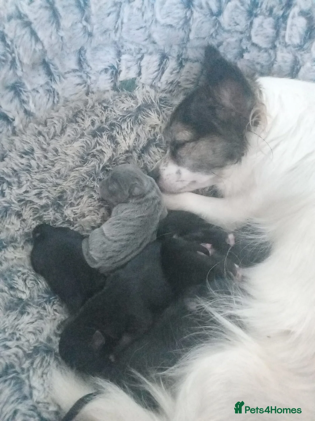 Chihuahua dogs for sale: 5 chihuahua puppies - Advert 1