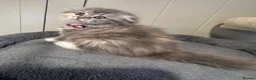 Scottish Fold cats for sale: Last Girl- Beautiful Scottish Fold X Ragdoll  - Advert 8