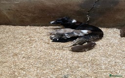 Border Collie dogs for sale: Red/Brown Merle Border Collie Pups - Image 3