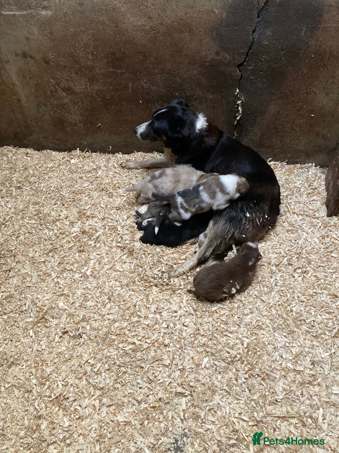 Border Collie dogs for sale: Red/Brown Merle Border Collie Pups - Image 3