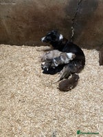 Border Collie dogs - Advert 7