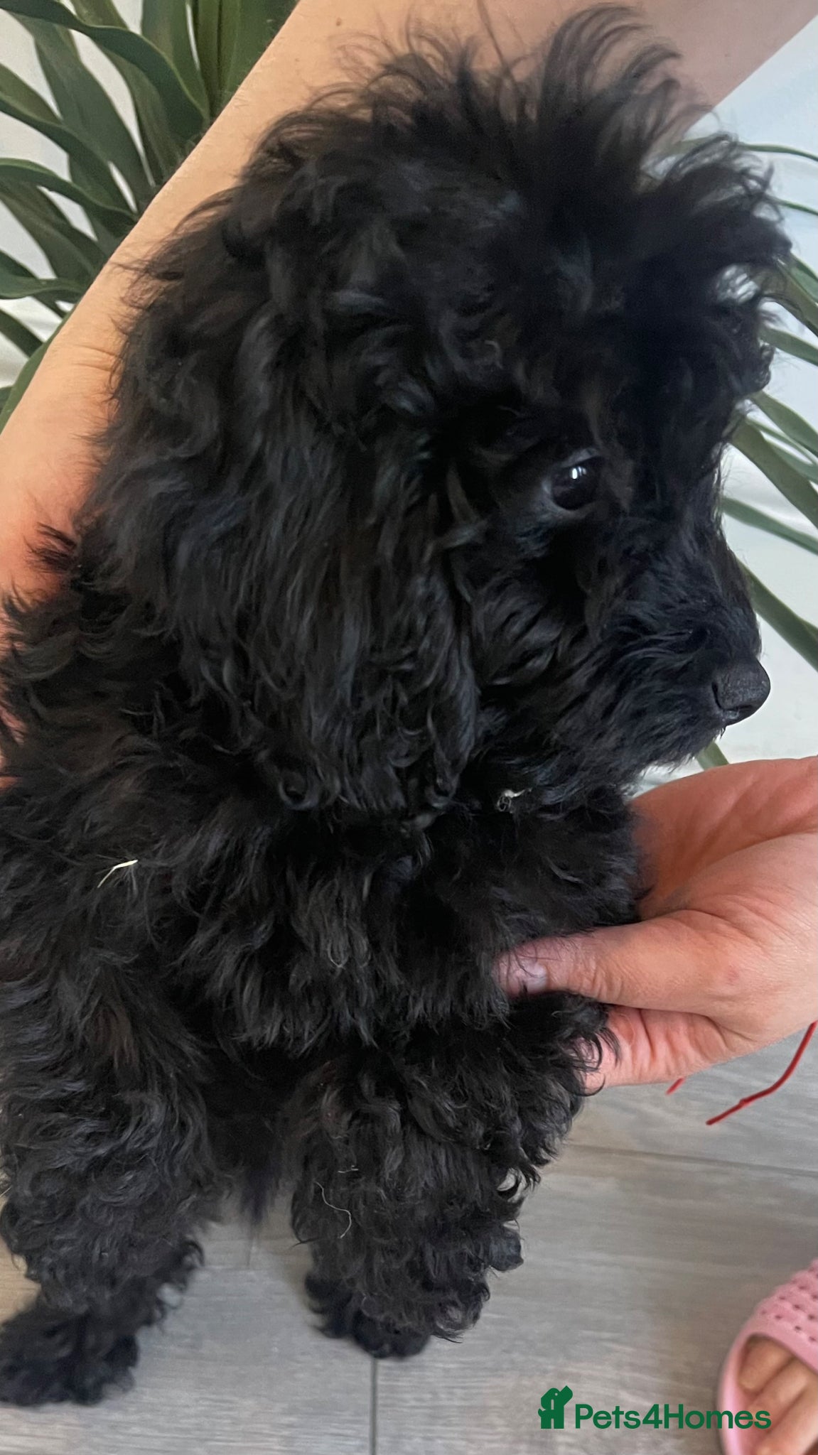 Maltipoo dogs Beautiful puppies for sale ONE BOY LEFT AVAILABLE - Advert 5