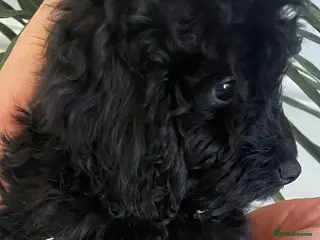 Maltipoo dogs Beautiful puppies for sale ONE BOY LEFT AVAILABLE - Advert 5