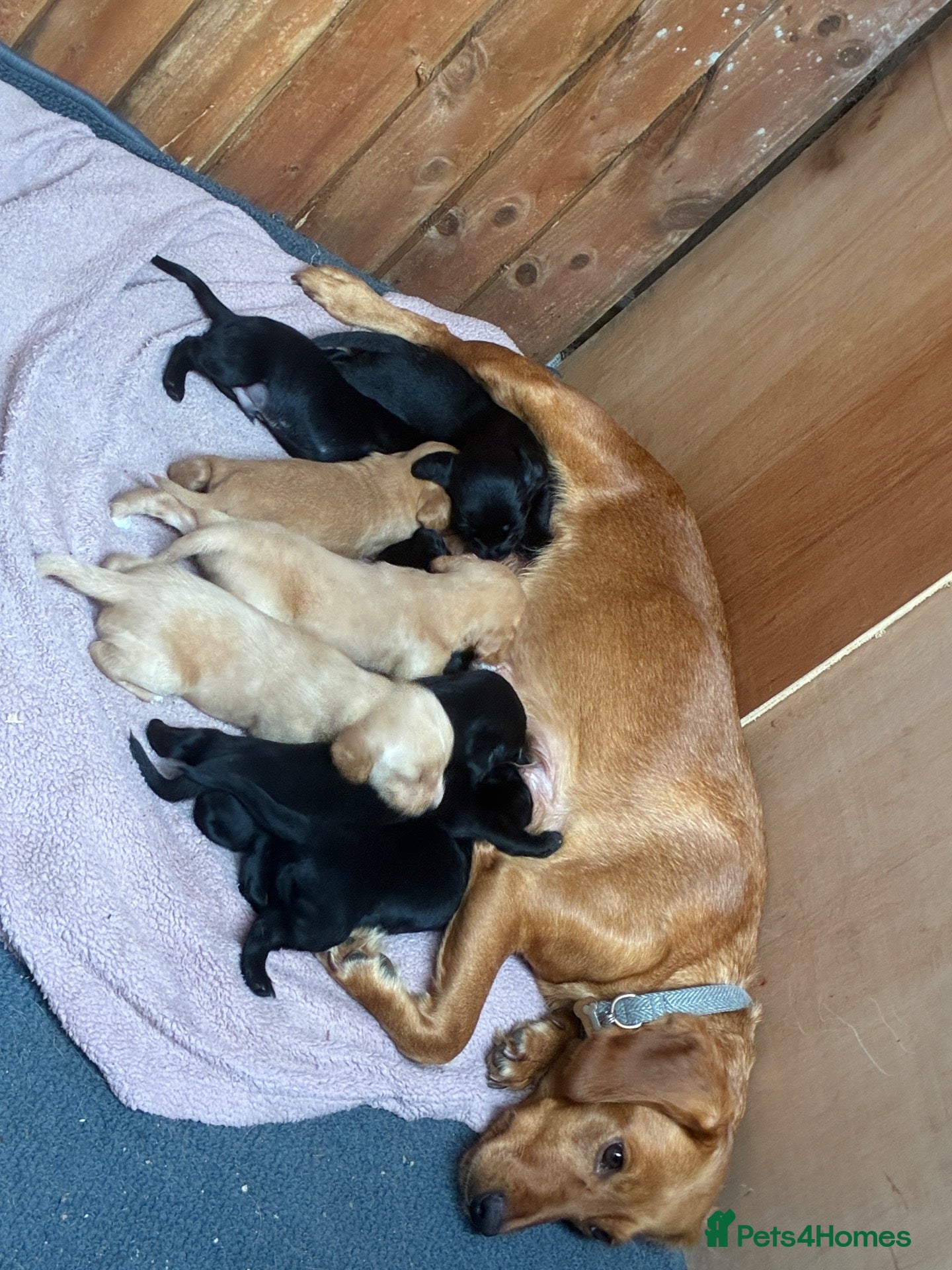 Mixed Breed dogs Labrador x spaniel pups - Advert 1