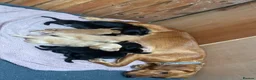 Mixed Breed dogs for sale: Labrador x spaniel pups - Advert 1