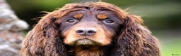 Cocker Spaniel dogs for sale: 8 health checked true quality working cocker pups - Advert 16