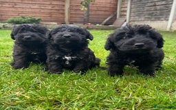 Bedlington Terrier dogs for sale: Stunning Bedlington Terrier puppies  - Image 23