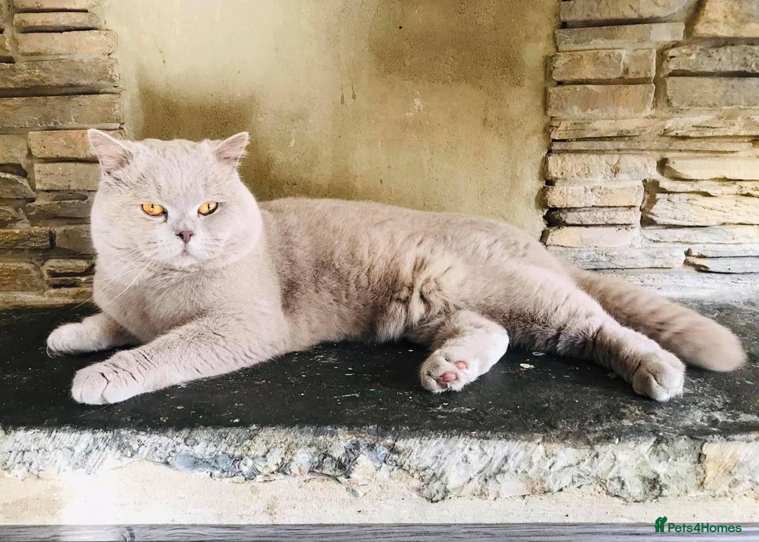 British Shorthair cats for sale: 5 generations pedigree British Shorthair Kittens - Image 20