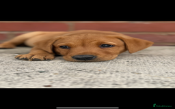 Labrador Retriever dogs for sale: Ready to leave - KC Fox Red Labrador puppies - Image 7