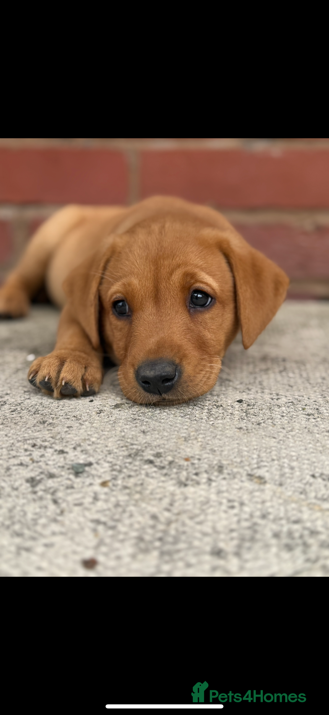 Labrador Retriever dogs for sale: Ready to leave - KC Fox Red Labrador puppies - Image 7