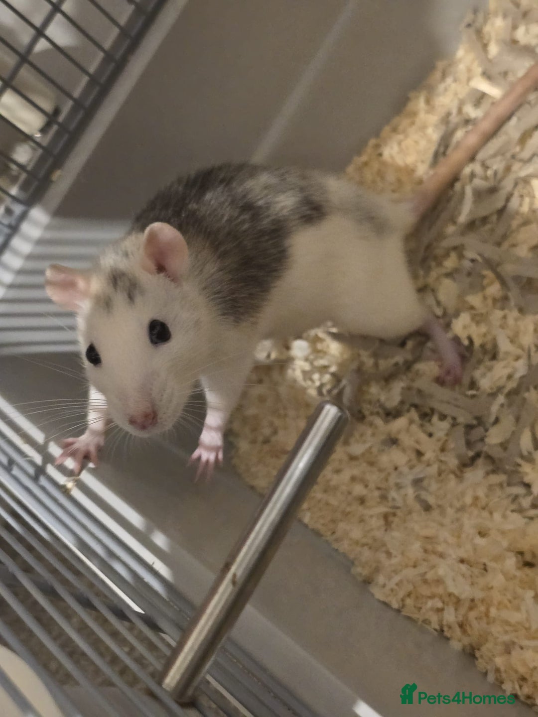 Rat rodents for sale: Two female rats with cage - Advert 2