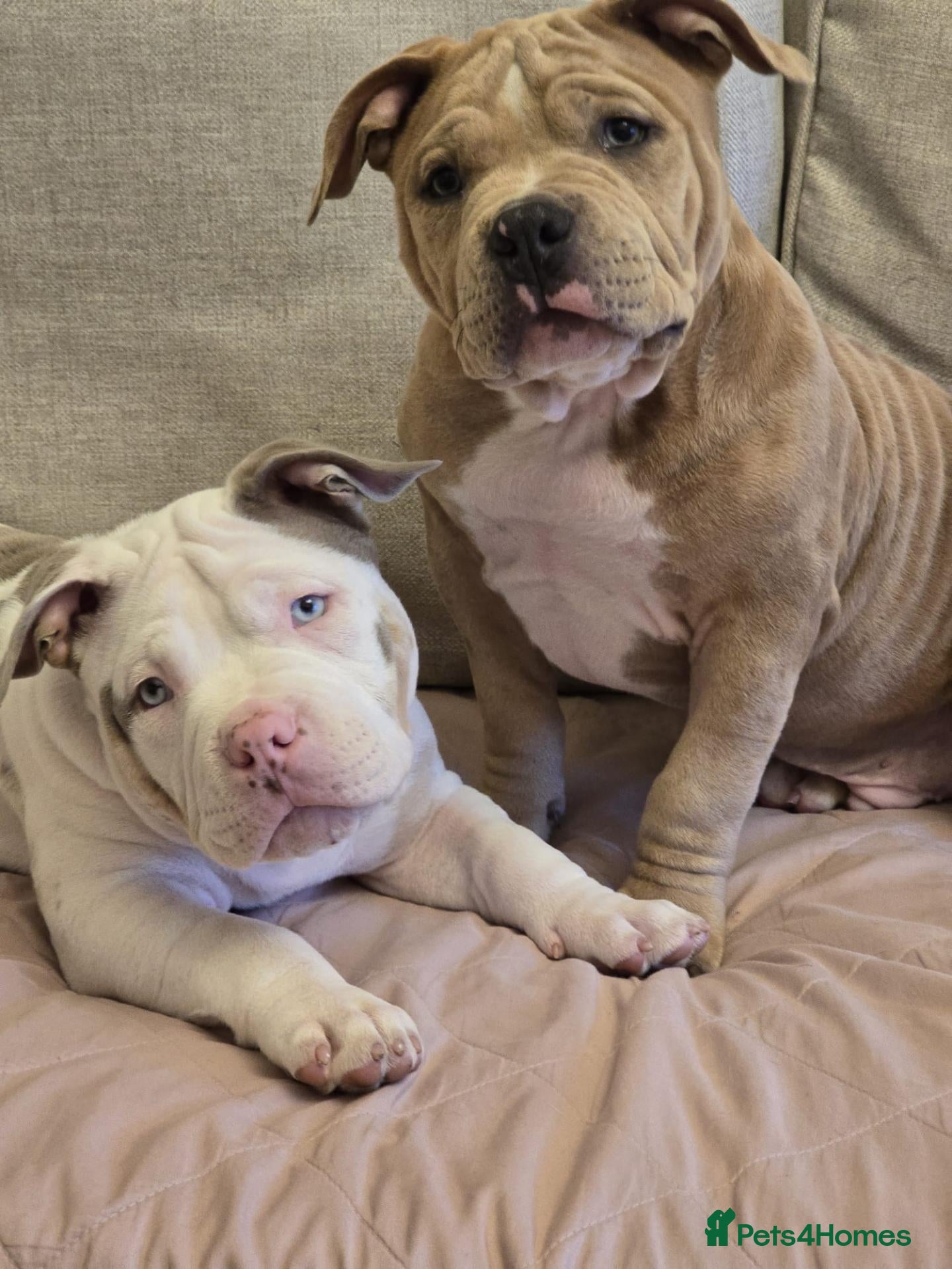 American Bully dogs 2 ABKC Pocket Bully Boys Ready Now - Advert 3