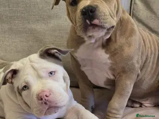 American Bully dogs 2 ABKC Pocket Bully Boys Ready Now - Advert 3