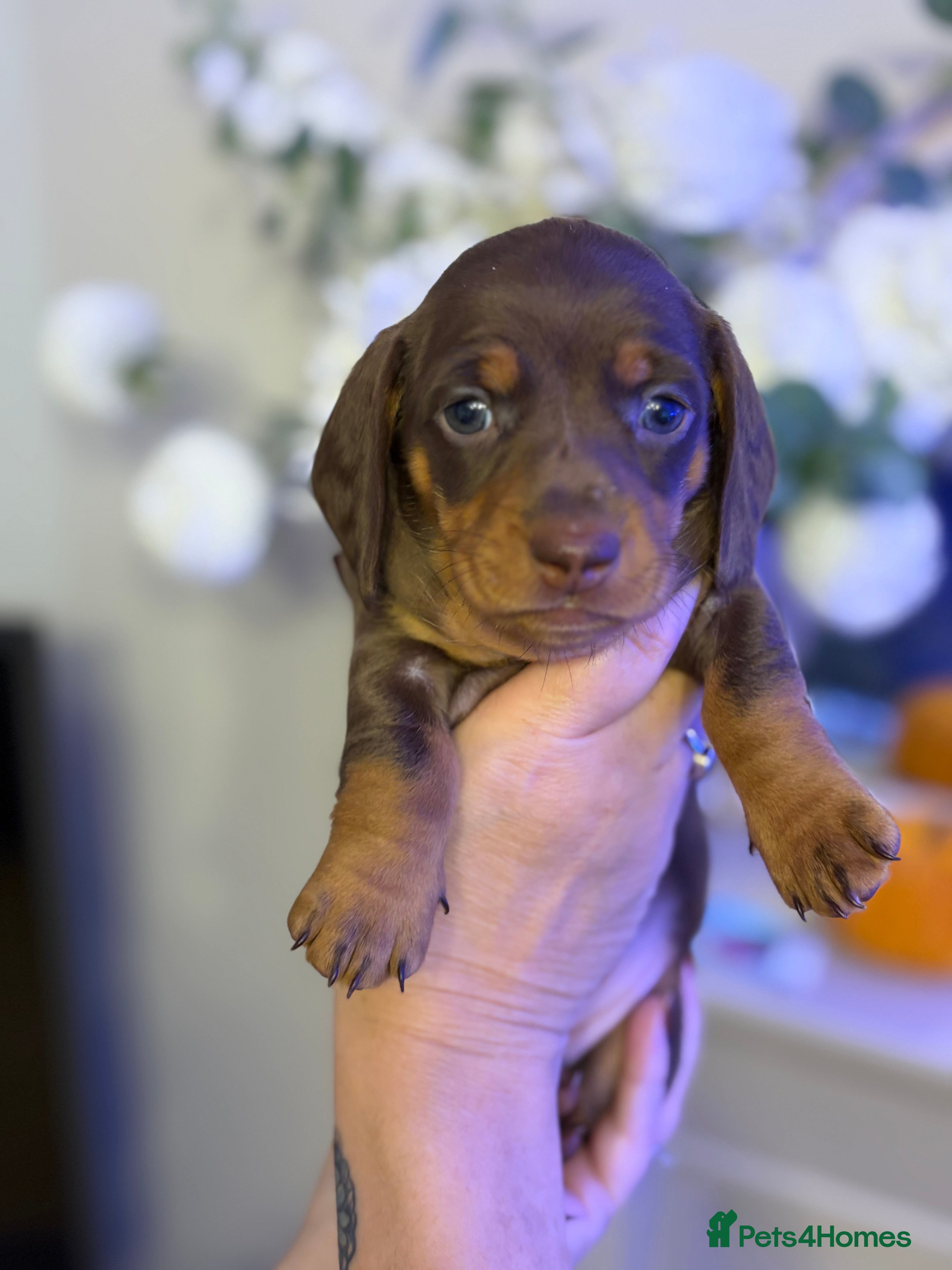 Miniature Dachshund dogs Miniature dachshund ‼️Reduced ‼️ - Advert 2