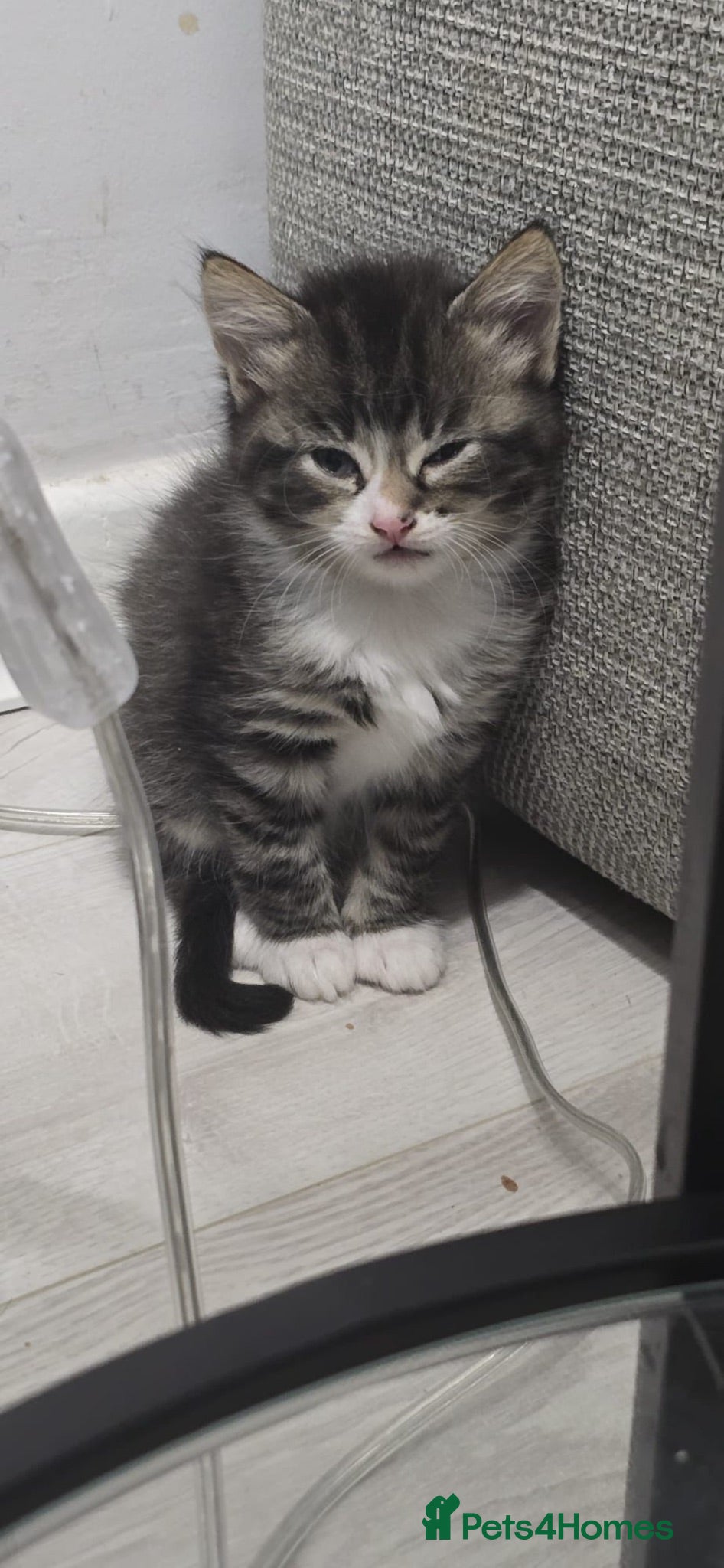Domestic Shorthair cats 4 beautiful kittens (8 weeks old) Witham, Essex  - Advert 7