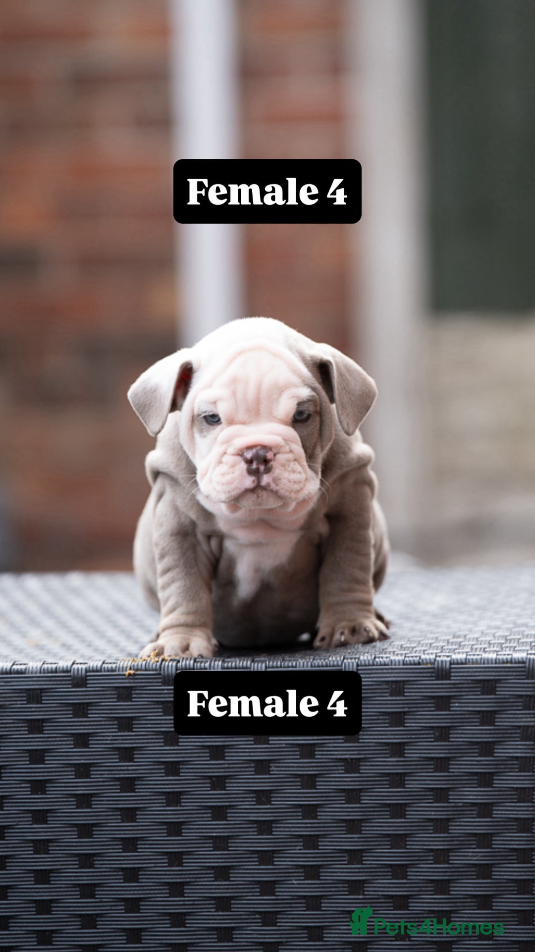English Bulldog dogs for sale: English bulldog pups for sale  - Image 27
