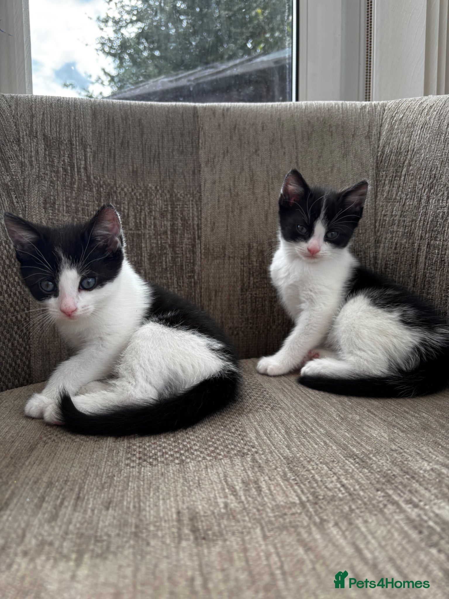 Mixed Breed cats Female Kittens - Advert 2