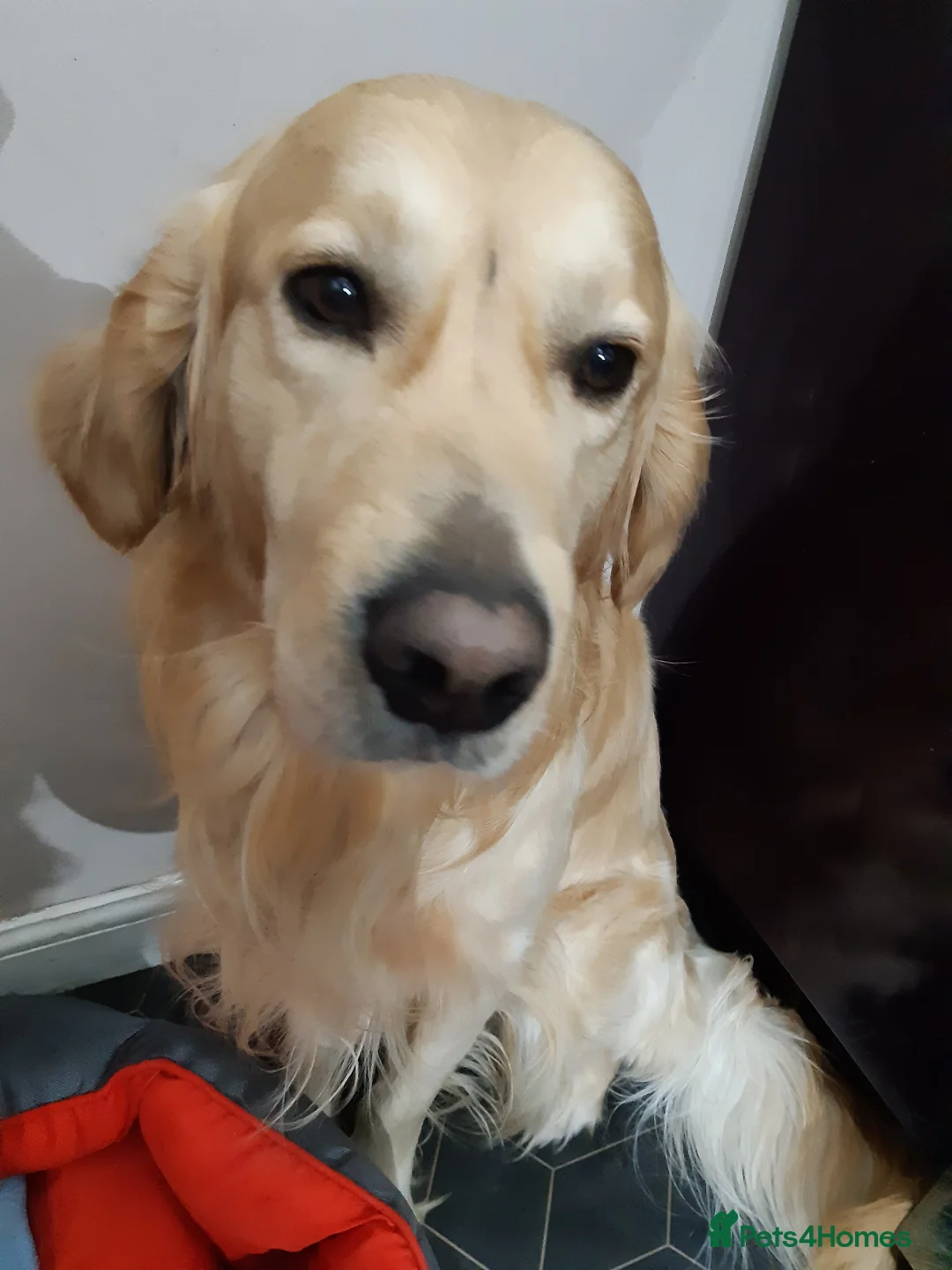 Golden Retriever dogs for stud: exceptional PROVEN dog available for stud  in Northwich - Advert 20