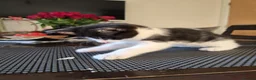 Mixed Breed cats for sale: ***Black and White Male Kitten For Sale*** - Advert 18