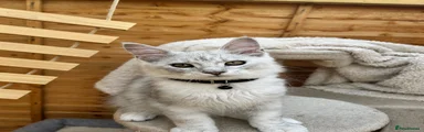Maine Coon 3