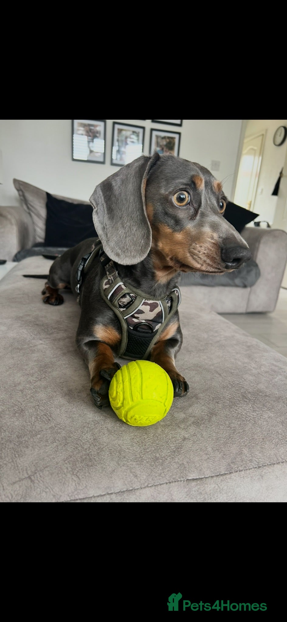 Miniature Dachshund dogs Miniature dachshund STUD - Advert 1
