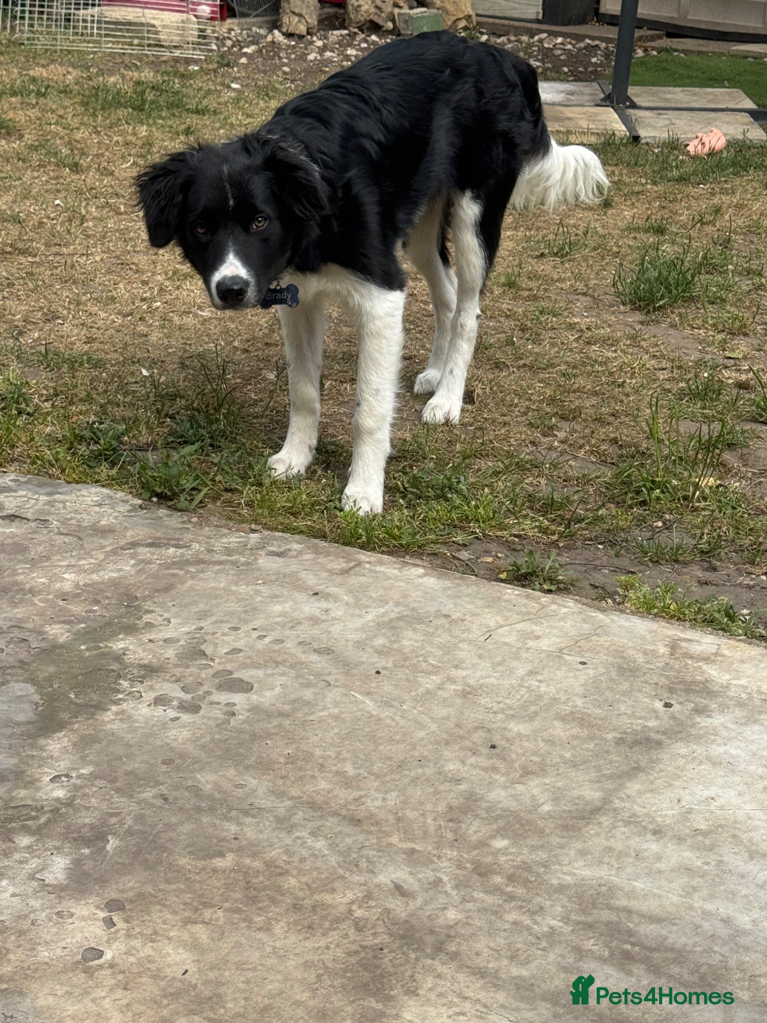 Border Collie dogs for sale: Border Collie pup in Bracknell - Advert 7