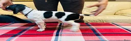 Pointer dogs for sale: Pedigree Pointer Pups - Advert 17