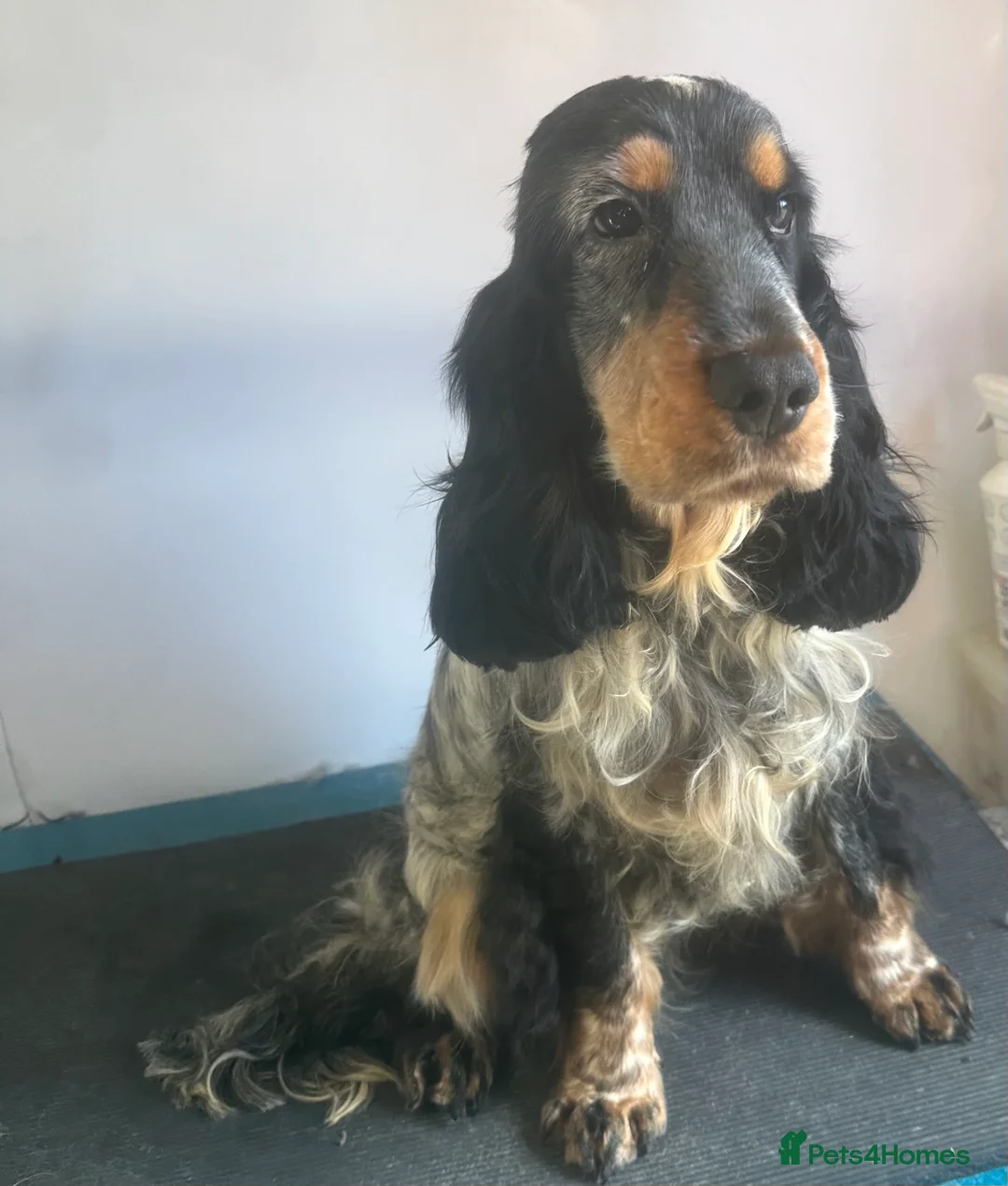 Cocker Spaniel dogs for stud: Blue Roan and Tan Show Cocker Spaniel  - Advert 13