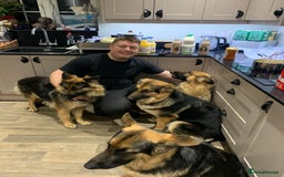 German Shepherd dogs for sale: REX - German Shepherd Boy - 15 months old  - Image 9
