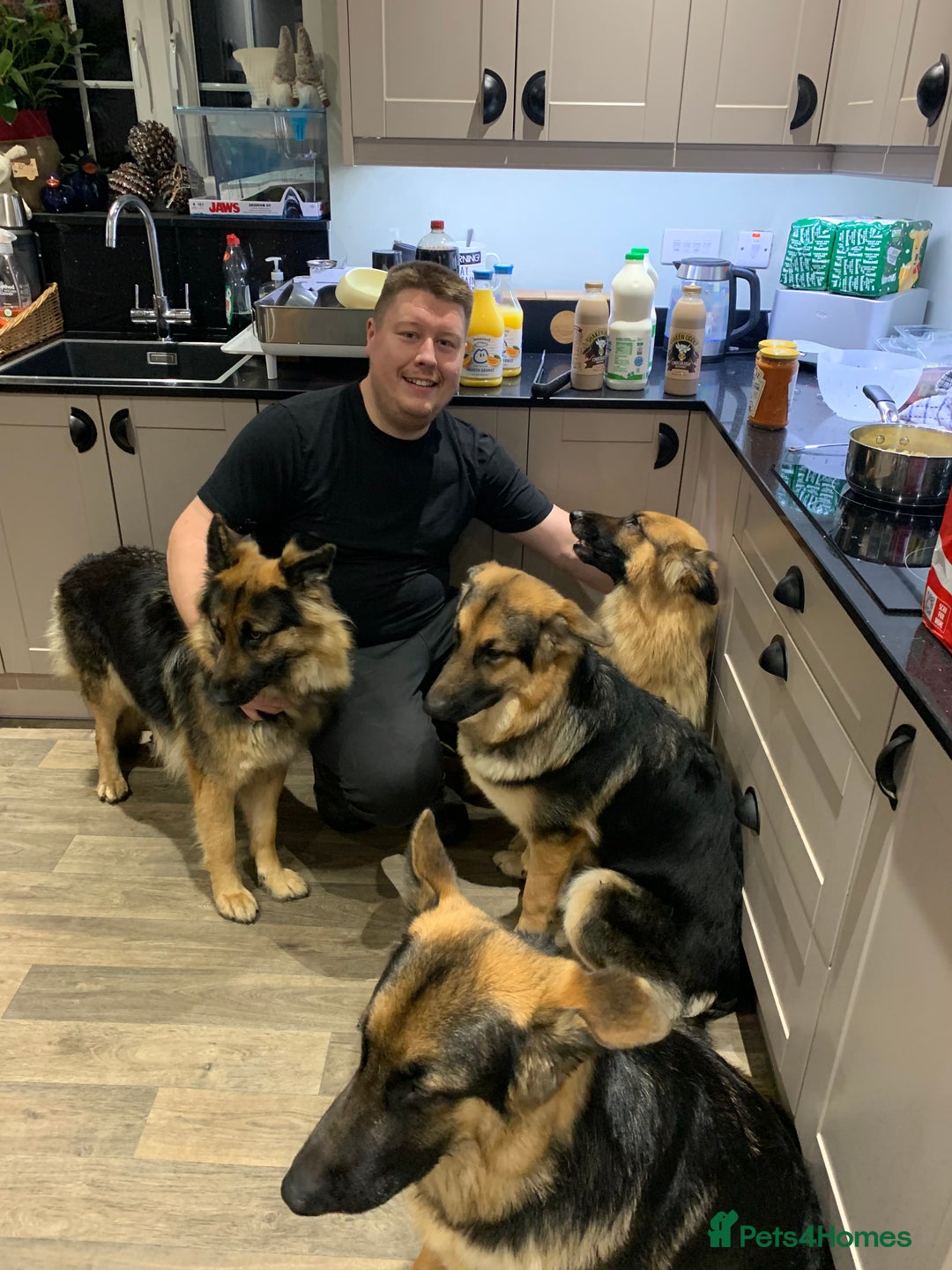 German Shepherd dogs for sale: REX - German Shepherd Boy - 15 months old  - Image 9
