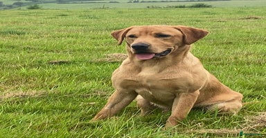 Labrador Retriever dogs - Advert 7