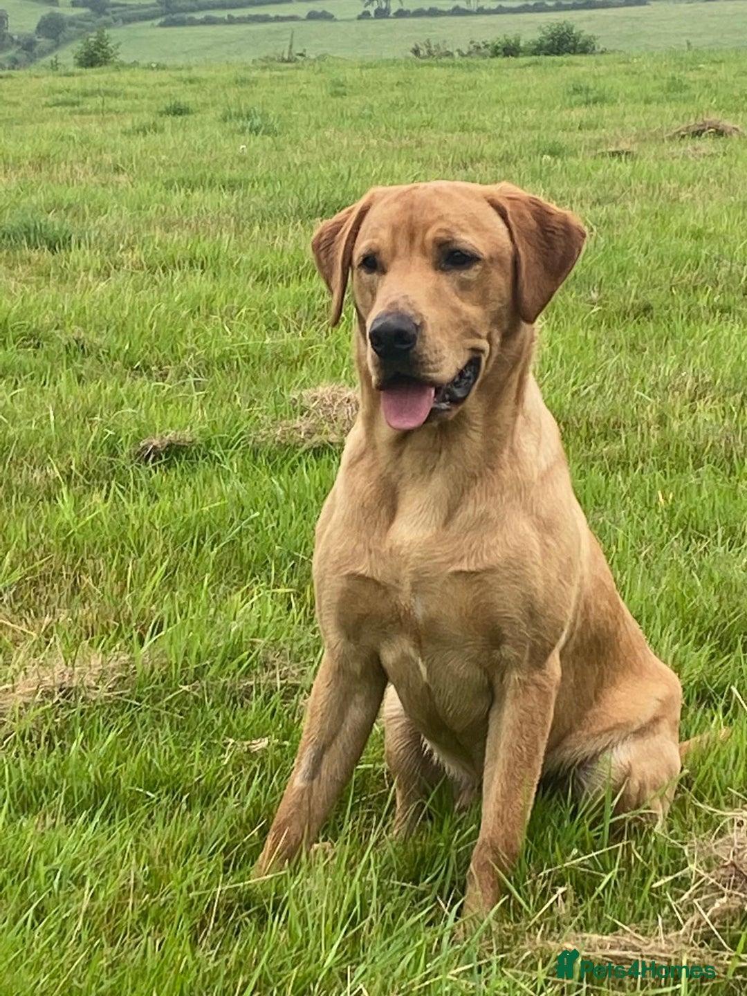 Labrador Retriever dogs for sale: Black Labrador puppies, KC reg  - Image 3