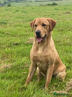 Labrador Retriever dogs - Advert 6