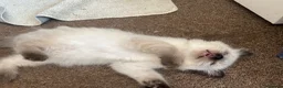 Ragdoll cats for sale: Gorgeous Ragdoll Kittens - Advert 18