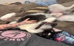 Mixed Breed dogs for sale: Meet Sparks - Image 21