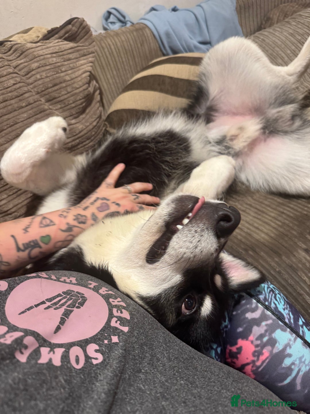 Mixed Breed dogs for sale: Meet Sparks - Image 21