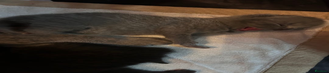 British Shorthair Kitten 4