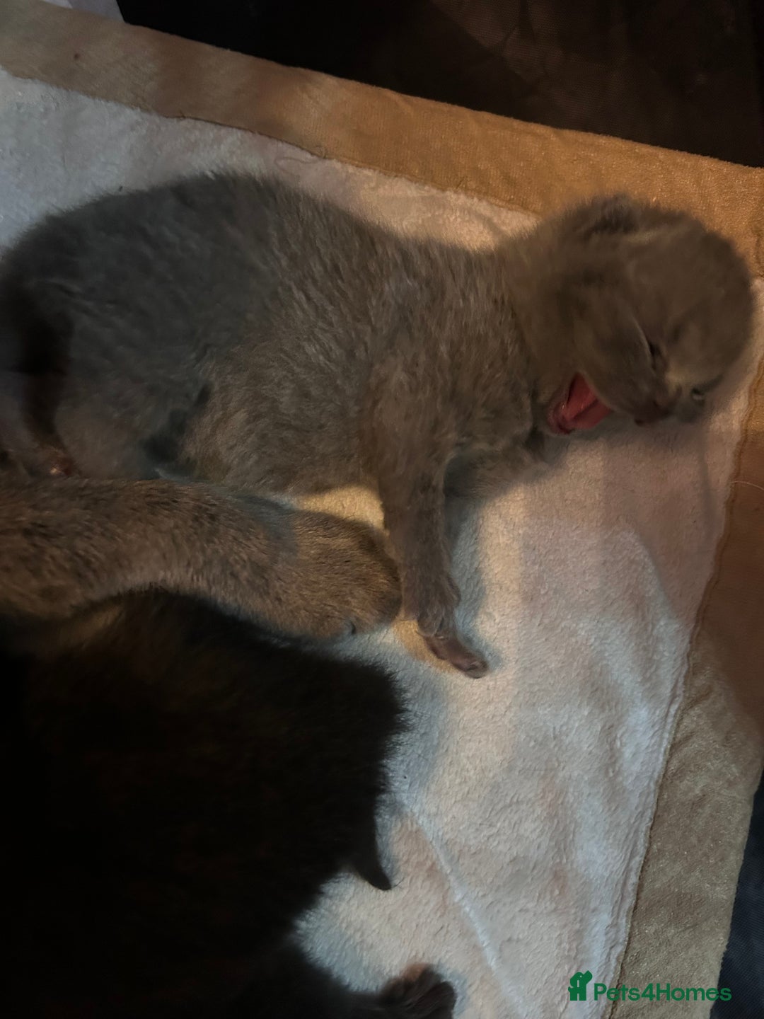 British Shorthair cats for sale: Pure British shorthair kittens  - Advert 9