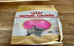 British Shorthair cats for sale: GCCF BSH Beautiful Kittens  - Image 11