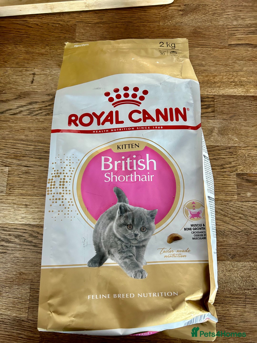 British Shorthair cats for sale: GCCF BSH Beautiful Kittens  - Image 11