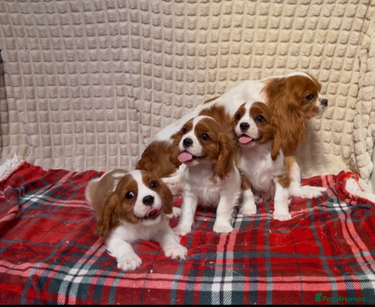 Cavalier King Charles Spaniel dogs STUNNING CAVALIER KING CHARLES BOYS  - Advert 2