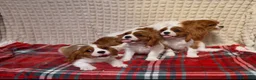 Cavalier King Charles Spaniel dogs for sale: STUNNING CAVALIER KING CHARLES BOYS  - Advert 2