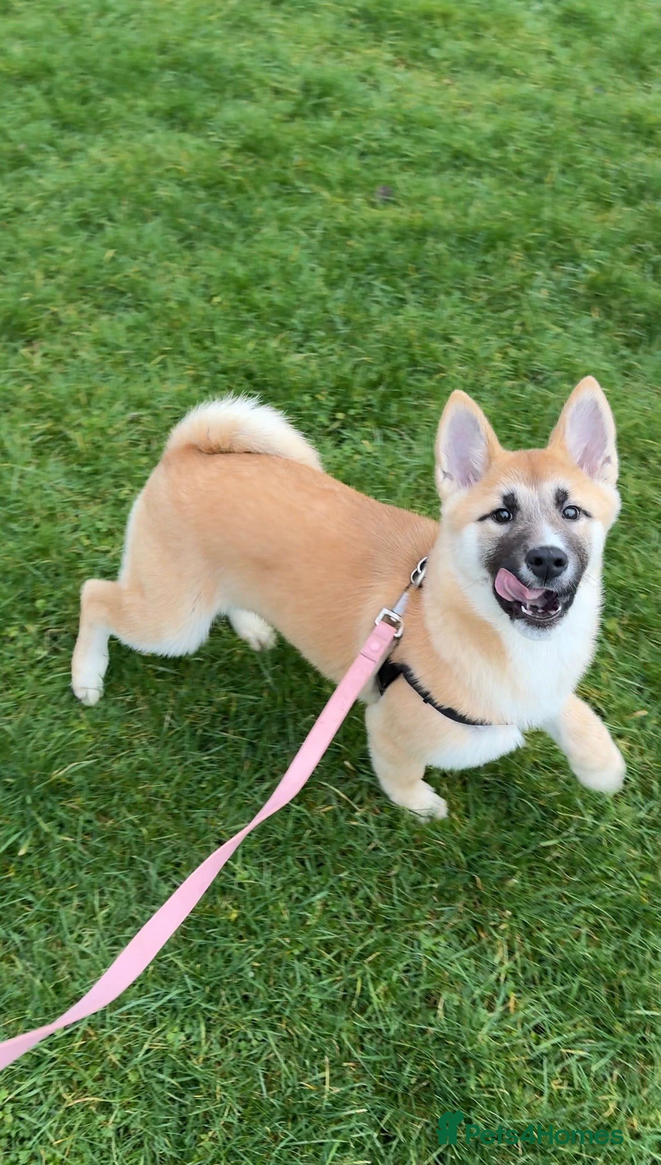 Huskita dogs FULLY VACCINATED Huskita Puppies 🤍 LAST 2 - Advert 3