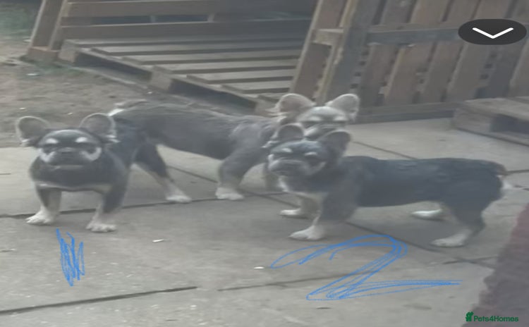French Bulldog dogs in Ruislip - Advert 3