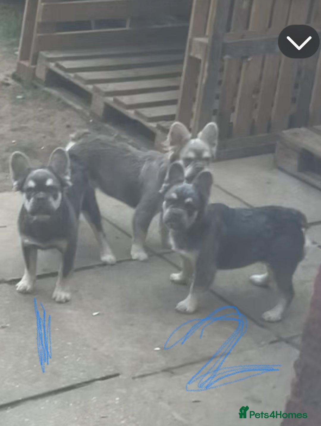 French Bulldog dogs for sale: Full fluffy French bulldogs lovely temperament  in Ruislip - Image 1