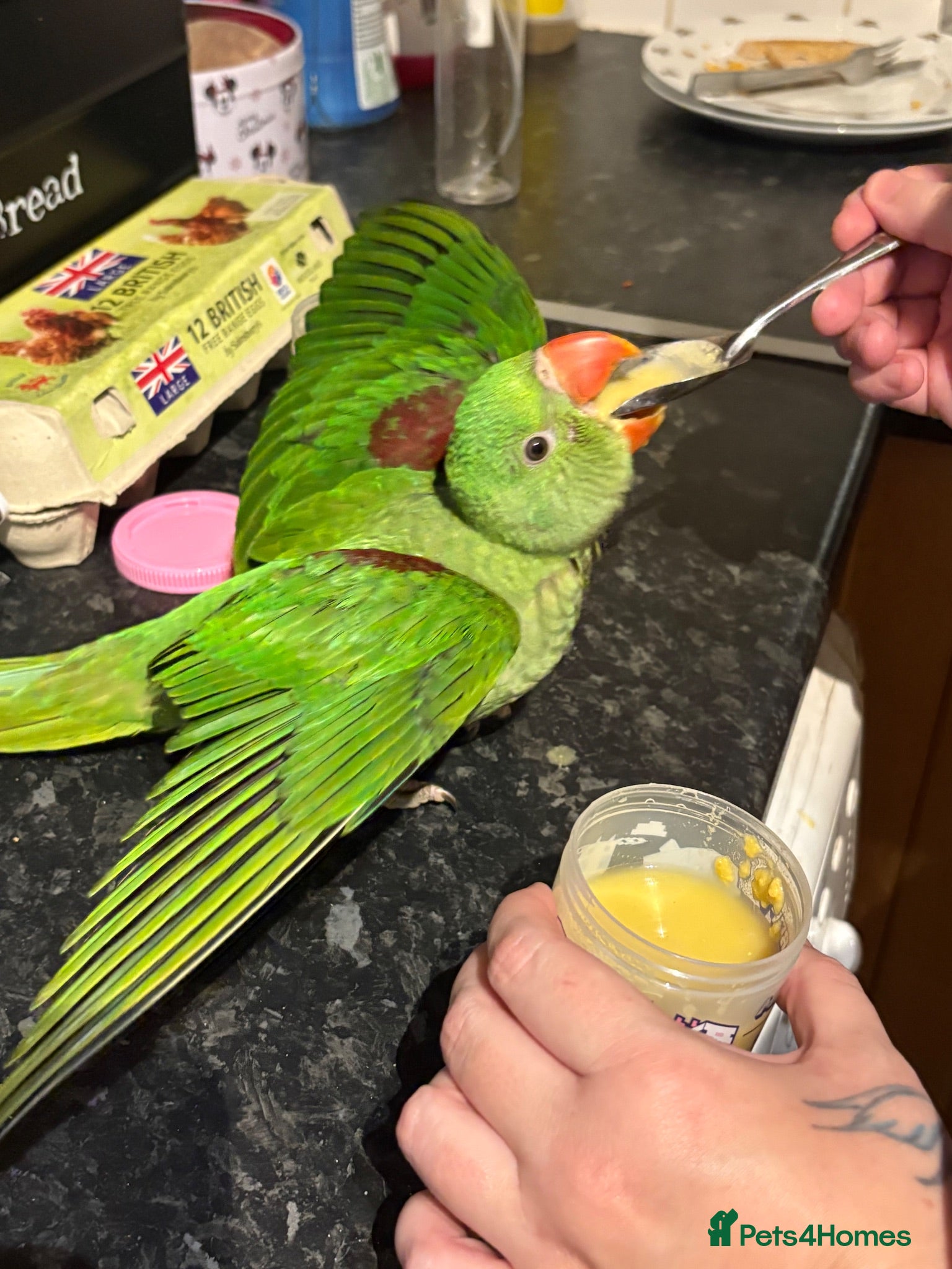 Parakeets birds Female Alexandrian parakeet  - Advert 18