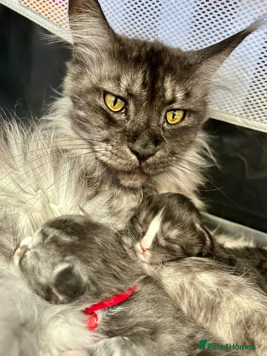 Maine Coon cats for sale: 6 Beautiful pedigree TICA reg Maine Coon kittens - Advert 22
